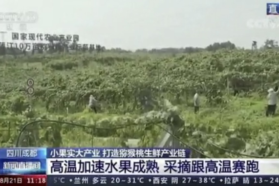 央視新聞中的天然蕓苔素、生物農(nóng)藥助力綠色農(nóng)業(yè)、品牌農(nóng)產(chǎn)品更有價(jià)值